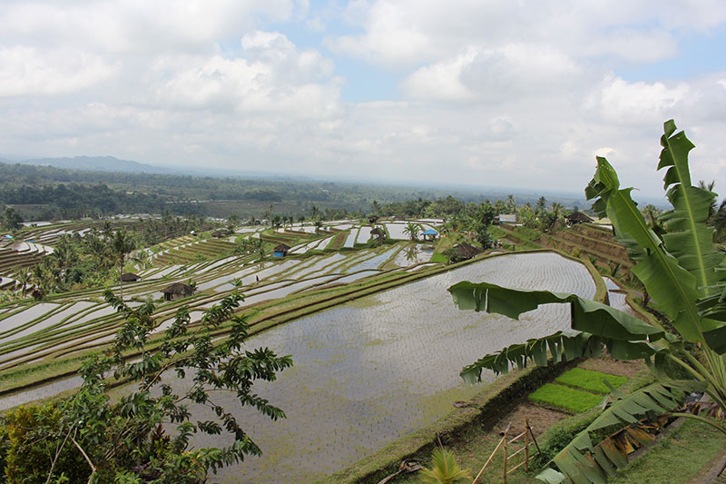 Jatiluwih ryžių terasos