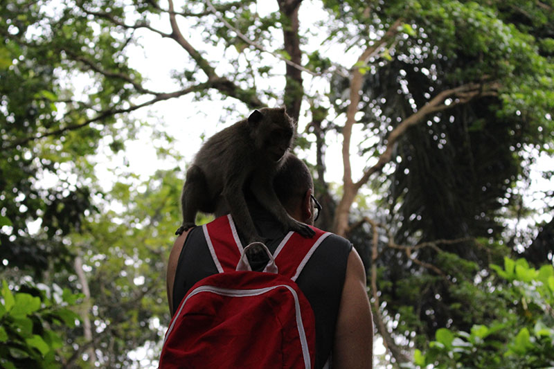 Beždžionių miške Balyje