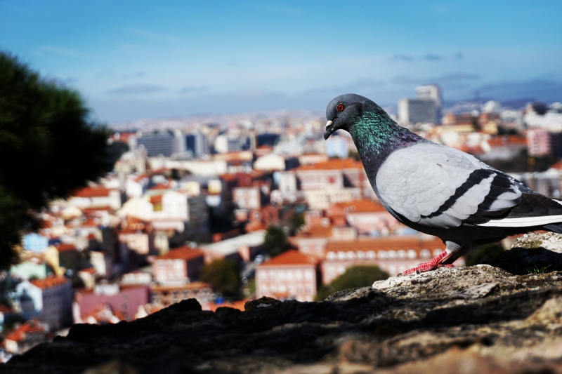 Balandis ir Lisabonos stogai