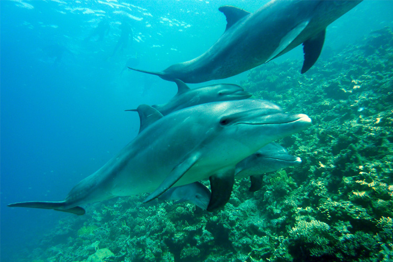 Delfinai