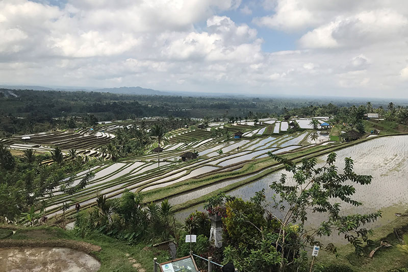 Jatiluwih ryžiu terasos Balyje
