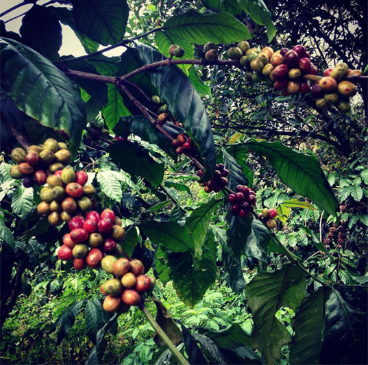 Augančios kavos pupelės