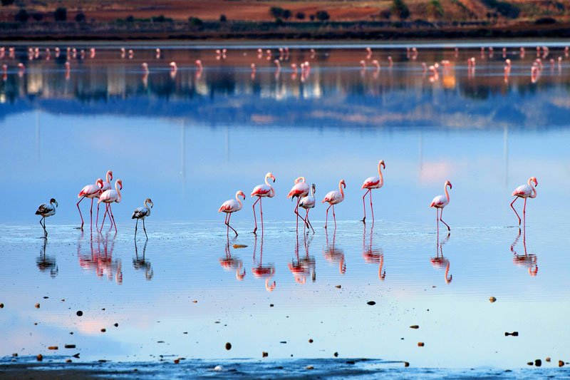 Flamingai Kipre