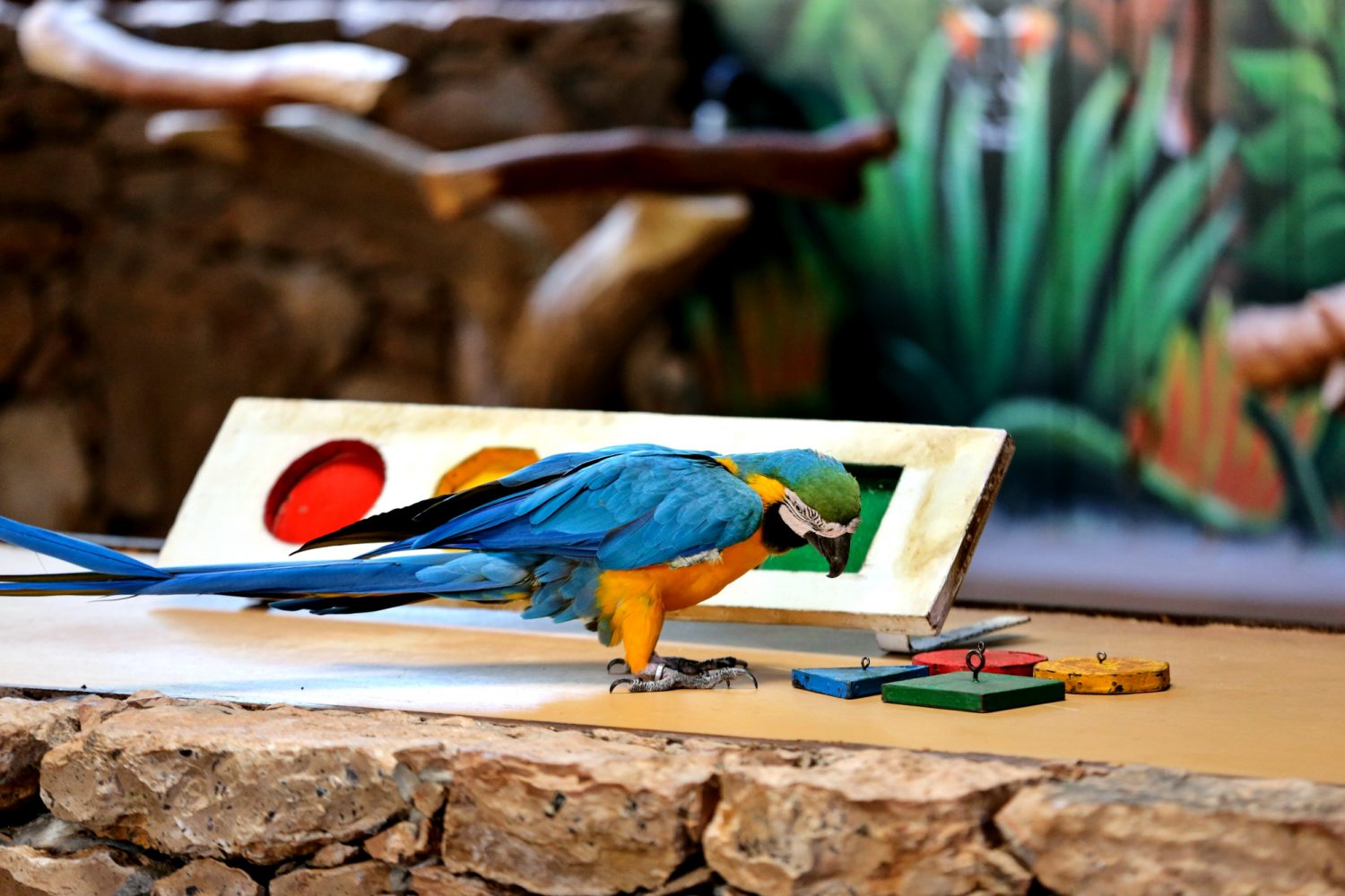 Fuerteventura Circus-shows-of-parrots